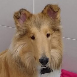 Carmel - Collie