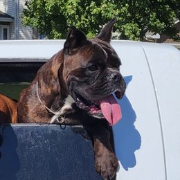 Boxer puppies from Cadogans Boxers