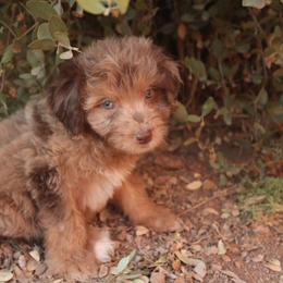 Aussiedoodle, Goldendoodle, and Labradoodle Puppies from Loving Doodle