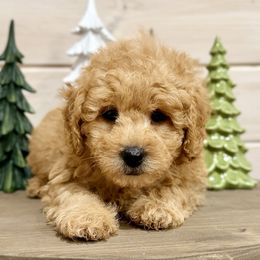 Green Collar - Apricot male Poodle puppy in Pentwater, Michigan from Dumaw Creeks Pups