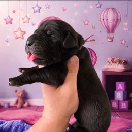 JANET Black Tan or brindle point - Black female Great Dane puppy in Port Clinton, Ohio from LakeSide Danes