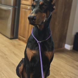 Doberman Pinscher puppies from Tx Pups