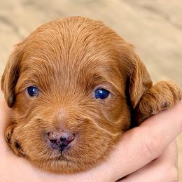 Green - Red  male Goldendoodle puppy in Mesa, Arizona from Tails and Trails Doodles