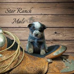 Male - Blue male Australian Cattle Dog puppy in Waterloo, South Carolina from Star Ranch Australian Cattle Dogs
