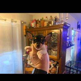 Pup F - White black and tan female Toy Fox Terrier puppy in Clermont, Florida from Debbie Hiles's Toy Fox Terriers