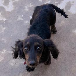 3,750 - Black and Tan Brindle Longhair - Brindle female Dachshund puppy in Horizon City, Texas from Willipaws