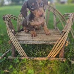 Jasper - Dapple male Dachshund puppy in Arthur, Illinois from Dachs and Poms