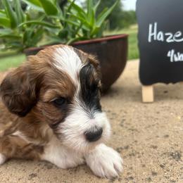 Haze - Brown merle male Aussiedoodle puppy in Eastland, Texas from H5 Mini Doodles