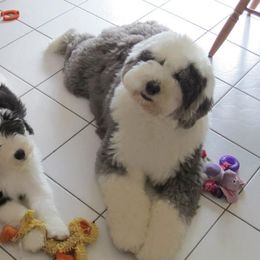 Old English Sheepdog Puppies from Bumblebears Old English Sheepdogs