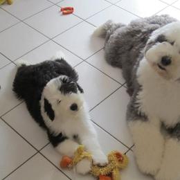 Old English Sheepdog Puppies from Bumblebears Old English Sheepdogs