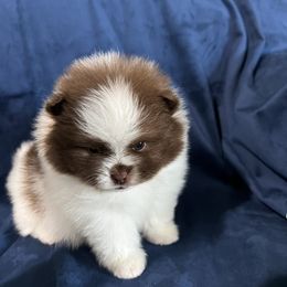 Pomeranian Puppies from Country Lane Kennels