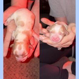 Peanut - Blenheim male Cavapoo puppy in Nevada, Missouri from Backroad Fur Babies
