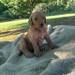 Boy 5 - Red  male Goldendoodle puppy in Shippensburg, Pennsylvania from Diller Doodle Pups