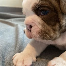 Bulldog Puppies from Bulldawg Vee