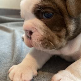 Bulldog Puppies from Bulldawg Vee