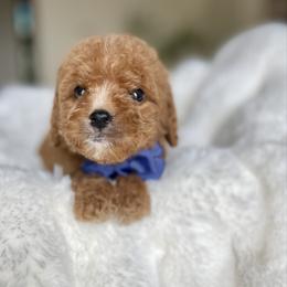 Casper - Red male Labradoodle puppy in San Antonio, Texas from I Love U Back Labradoodles, LLC