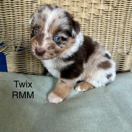 Boy 4 - Red merle male Miniature Australian Shepherd puppy in Roseville, California from Golden State Mini Aussies