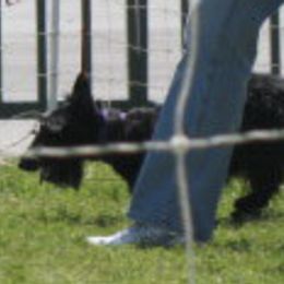 Scottish Terriers from Jacglen Scottish Terriers SC