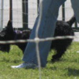 Scottish Terriers from Jacglen Scottish Terriers SC