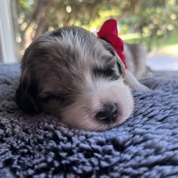 Aussiedoodle Puppies from Kiki’s Doodles