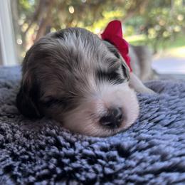 Aussiedoodle Puppies from Kiki’s Doodles