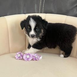 Lou - Black tri female Miniature Australian Shepherd puppy in Norco, California from River Springs Aussies