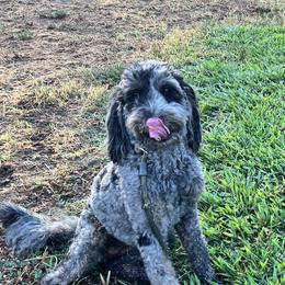 Coco - Goldendoodle