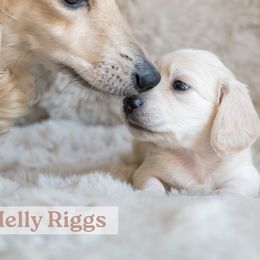 Dachshund Puppies from CTX Doxies