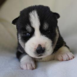 Rhea - Black and white female Siberian Husky puppy in Wiscasset, Maine from Running with Huskies
