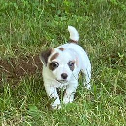 Henrietta - Tri-color female Russell Terrier puppy in Andover, Connecticut from Frog Hollow Farm