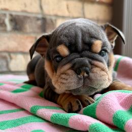 Carol - Blue tri-color female Bulldog puppy in Hernando, Mississippi from Blues City Bulldogs