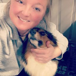 American Corgi and Pembroke Welsh Corgi Puppies from Beebe’s Corgis