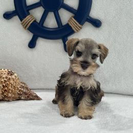 Sugar Pie Male 1 AKC Mega Coat - Liver male Miniature Schnauzer puppy in Pageland, South Carolina from New Haven Farms