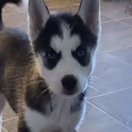 Siberian Huskies from Simple Moments Huskies
