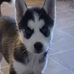 Siberian Huskies from Simple Moments Huskies