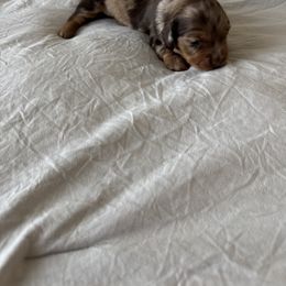Dachshund Puppies from Twinkle Dachs