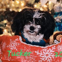 Tucker - Shihpoo