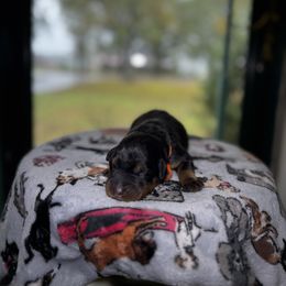 Berg - Black and rust male Beauceron puppy in Scott, Arkansas from Seelingers Beaucerons