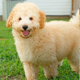 Australian Labradoodles from Just Doodling Around