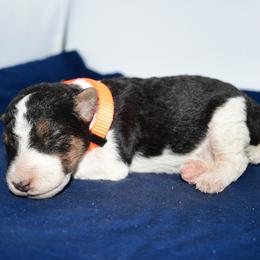 Oberon - White black and tan male Wire Fox Terrier puppy in Draper, Virginia from Shady Oaks WFT