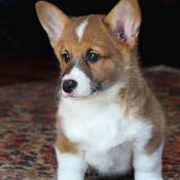 Johnny - Red male Pembroke Welsh Corgi puppy in Fair Grove, Missouri from Cross D Ranch Corgis