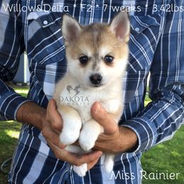 Pomsky Puppies from Dakota Pomskies
