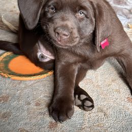 Labrador Retriever Puppies from Sula Peak Water Dogs LLC