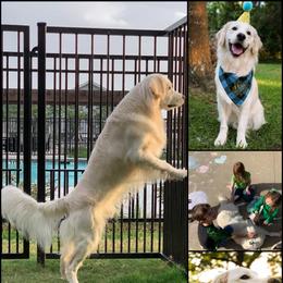 Golden Retriever Puppies from Oklahoma’s Enchanted Goldens