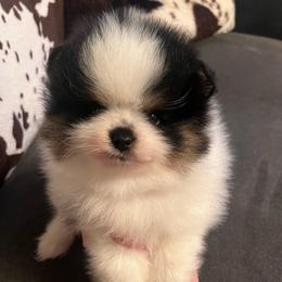 Boy 1 - Black and tan parti male Pomeranian puppy in Newalla, Oklahoma from Classy Poms