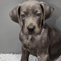 Purple - Blue Great Dane puppy in Garner, North Carolina from Gentle Giant Danes, LLC