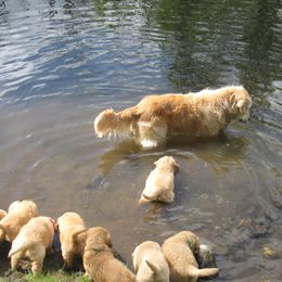 Golden Retriever Puppies from Gaylan's Golden Retrievers