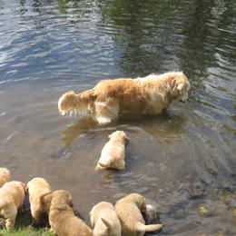 Golden Retriever Puppies from Gaylan's Golden Retrievers