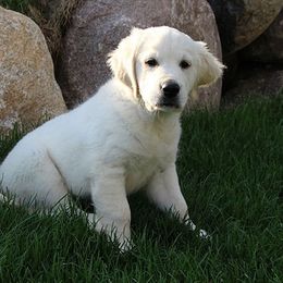 Golden Retriever Puppies from Sleepy Morning Golden's