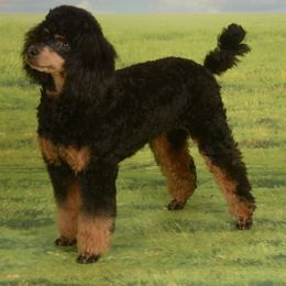 Grace's So Handsome - Poodle